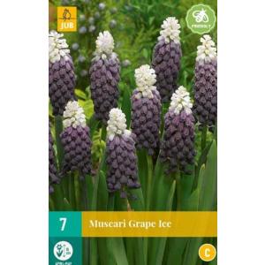 Modrica Muscari Grape Ice "C"