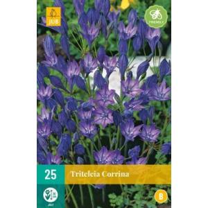Triteleia Corrina "B"