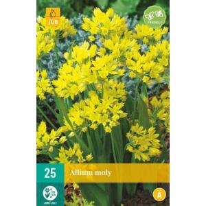 Aglio Allium Moly "A"