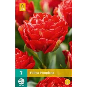 Tulipano Pamplona 'C'