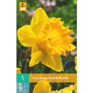 Narciso Dutch Master "B"