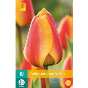 L'Elite 'C' di Tulip Apeldoorn