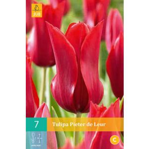 Tulipano Pieter De Leur "C"