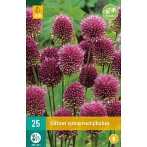 Aglio Allium Sphaerocephalon "A"