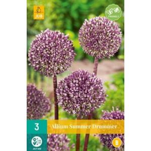 Aglio Allium Summer Drummer "B"