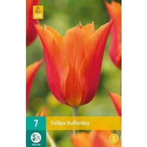 Tulipano Ballerina 'C'