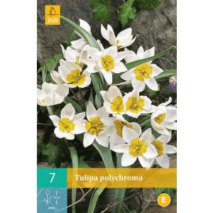Tulipano Polychroma 'C'