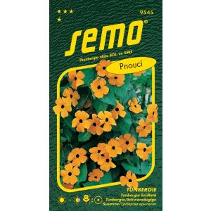 Seme di Susan dagli occhi neri Tunbergie arancione con occhio in boccio 1g