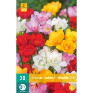 Fresia Freesia Double Mix "C"
