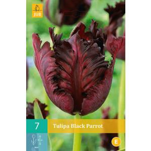 Tulipano Black Parrot "C"