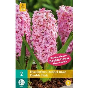 Giacinto Double Pink "B"