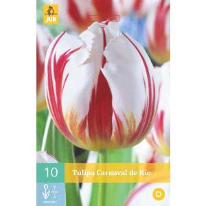 Tulipano Carnaval de Rio "C"