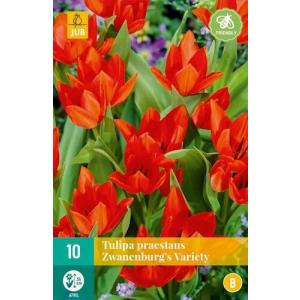 Tulipano Praestans Zwanenburg Varietà 'B'
