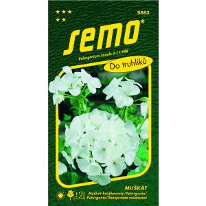 Pelargonium seme bianco 11s