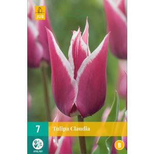 Tulipano Claudia 'B'