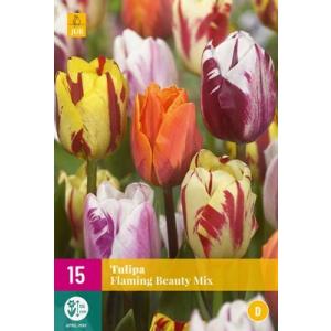 Tulipano fiammeggiante Beauty Mix 'D'