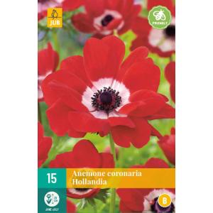 Anemone COR. HOLLANDIA "B"