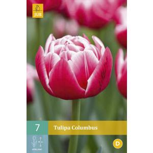Tulipano Columbus 'C'