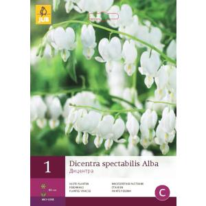 Dicentra "C" ALBA, una delle mie preferite