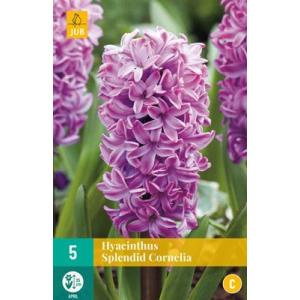 Giacinto Single Splendid Cornelia "C"