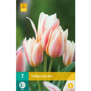 Tulipano Quebec "B"
