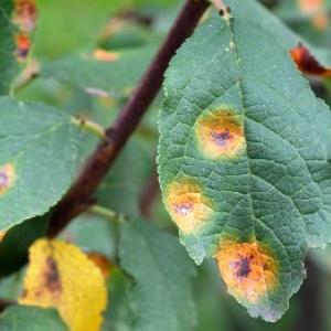 Ruggine delle pere: Il trattamento a spruzzo è utile?