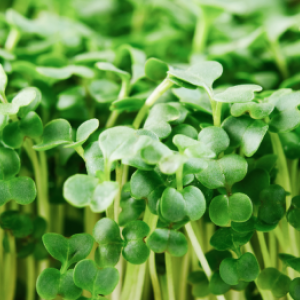Semi di microgreens: coltivare verdure sane in 14 giorni