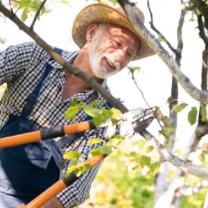 Come potare e potare gli alberi da frutto