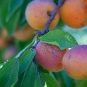 Consigli dei giardinieri: le migliori varietŕ di albicocche