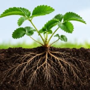 Trifender: protezione biologica delle piante mediante il fungo Trichoderma asperellum