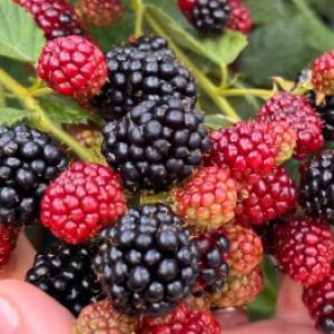 Come coltivare le more affinché siano grandi e dolci? I consigli di un giardiniere esperto