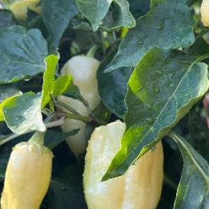 Peperoni carichi di frutti già all'inizio dell'estate senza serra