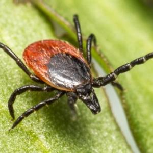 Zecche pericolose: proteggete non solo voi stessi ma anche gli animali domestici