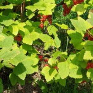 Guida completa alla coltivazione del ribes: piantagione, potatura, parassiti