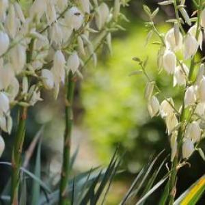 La yucca tropicale in Slovacchia: quali cure richiede?