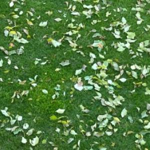 Come utilizzare efficacemente le foglie degli alberi in giardino