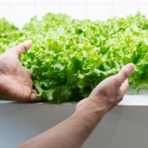Coltivazione idroponica delle piante: istruzioni pratiche ed esempi pratici