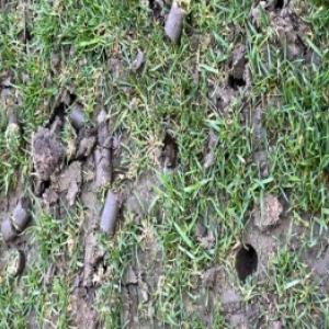 Aerazione del prato passo dopo passo: come arieggiare correttamente il prato?