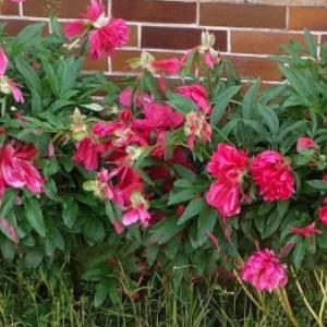 Peonie: come coltivarle, quando piantarle e cosa fare per farle fiorire in abbondanza