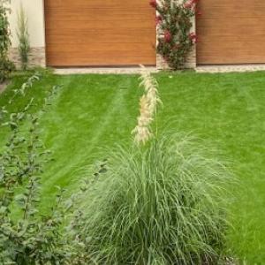 Erba della pampa: cura e potatura primaverile per favorire la fioritura