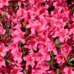 Azalea da esterno e da interno: piantagione, potatura e svernamento senza errori