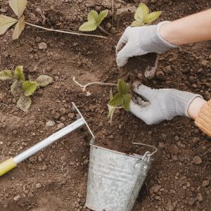 Quiz di primavera per giardinieri: verifica la tua preparazione
