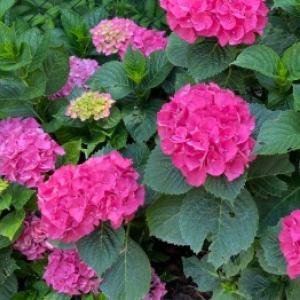 Quando tagliare le rose o le erbe ornamentali? Possiamo anche consigliarvi sulla lavanda