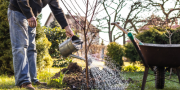 Piantare alberi da frutto in autunno: quando e come piantarli correttamente?