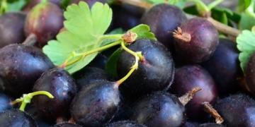 Provate a coltivare la josta! Un frutto delizioso che pochi conoscono