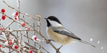 Come attirare nel giardino i nemici naturali dei parassiti?