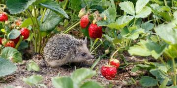 Fragole a fine estate: cosa fare per garantire un raccolto abbondante anche l’anno prossimo