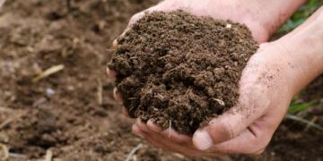 Mancanza di sostanze nutritive nel terreno. Come sapere cosa manca alle piante?