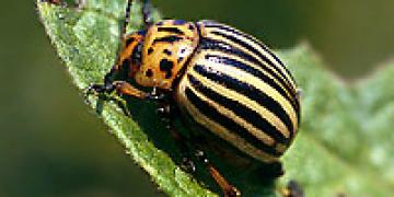 Piatta delle patate