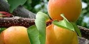 Albicocche